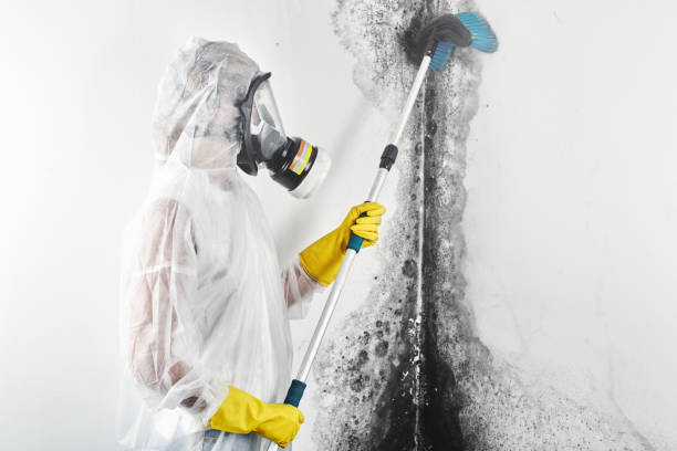 Best Attic Mold Removal  in Muskogee, OK